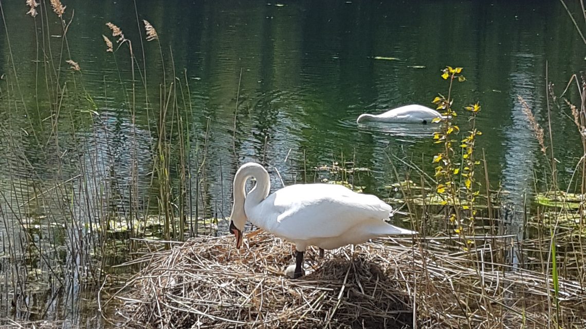 Blog #16 „Schwanenliebe“